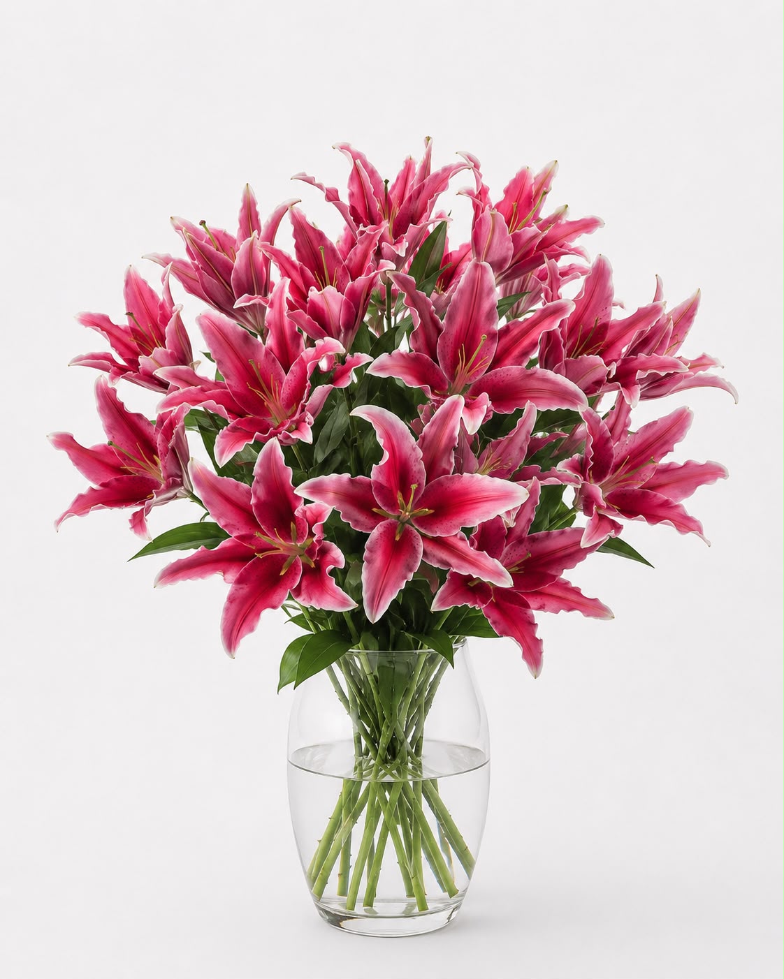 BUNGA CASABLANCA LILY
